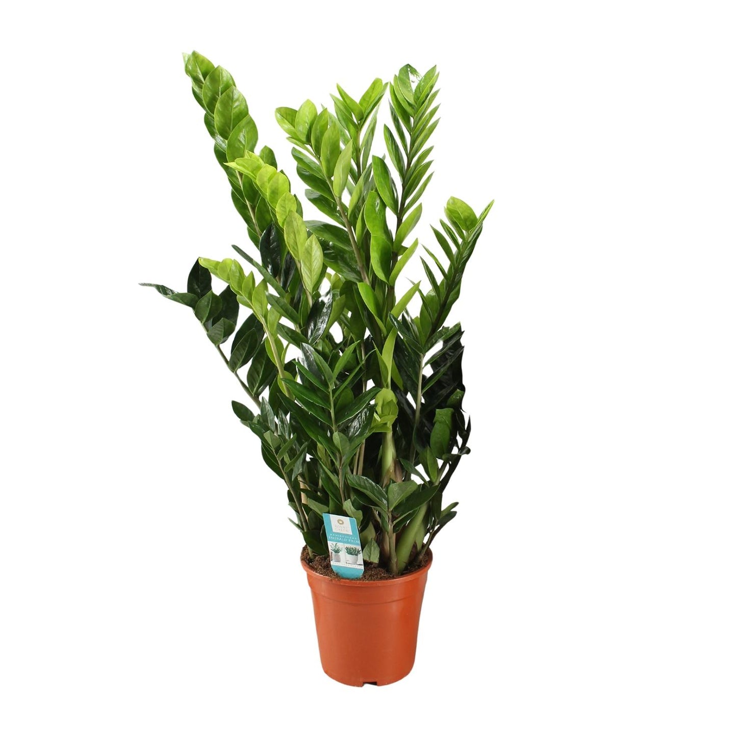 Zamioculcas Zamiifolia – Pflegeleichte XXL-Grünpflanze Ø21cm