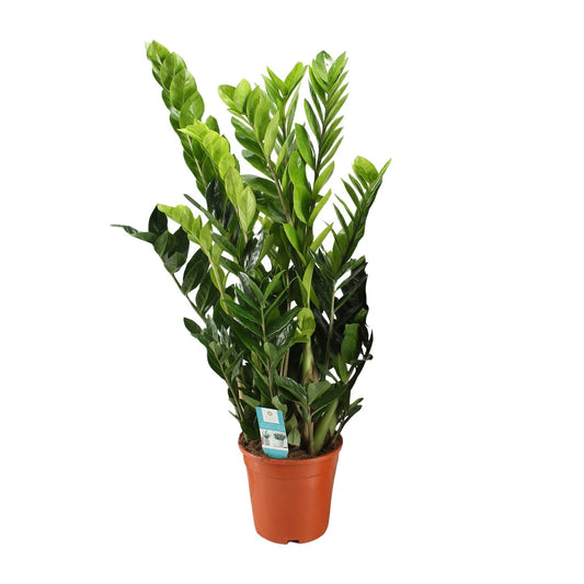 Zamioculcas Zamiifolia – Pflegeleichte XXL-Grünpflanze Ø21cm