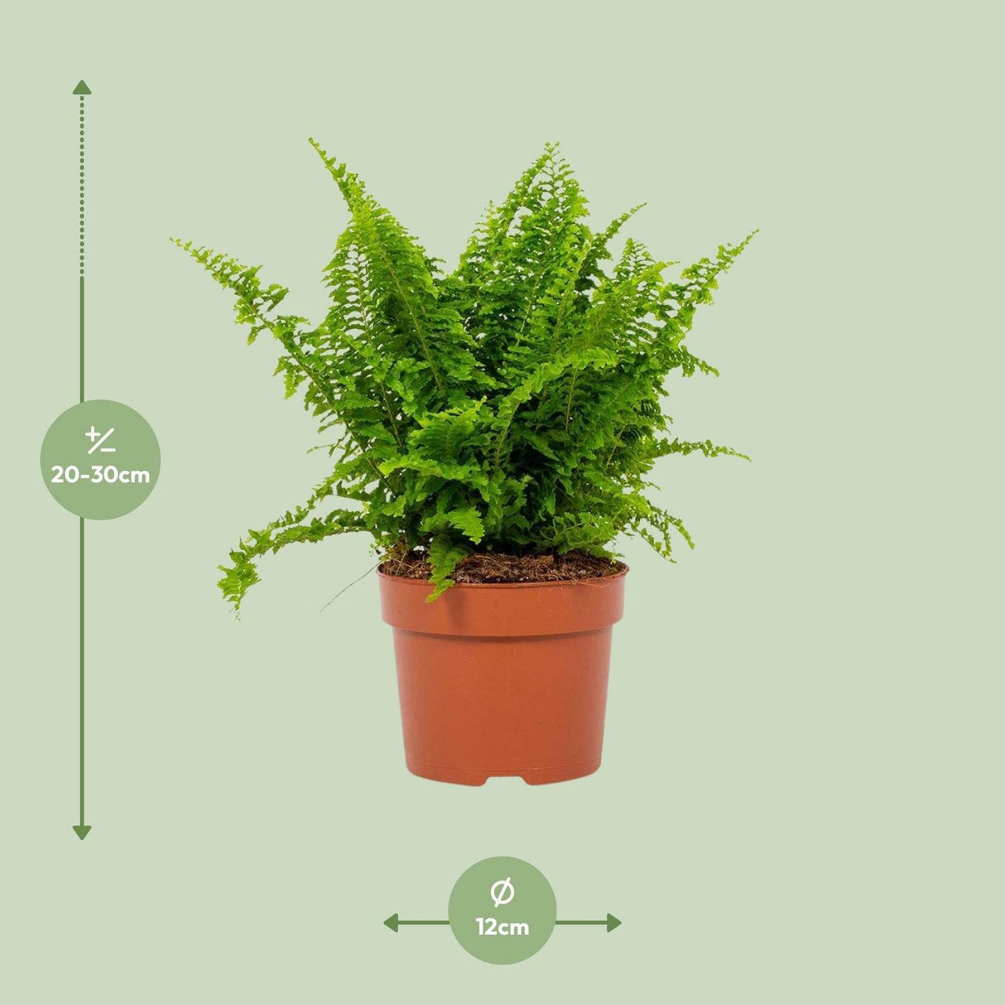 Bostonfarn Nephrolepis Vitale Ø12cm – Pflegeleicht & Luftreinigend
