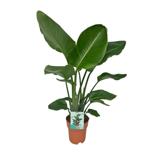 Strelitzia Nicolai – Paradiesvogelpflanze Ø19cm, Höhe 95cm