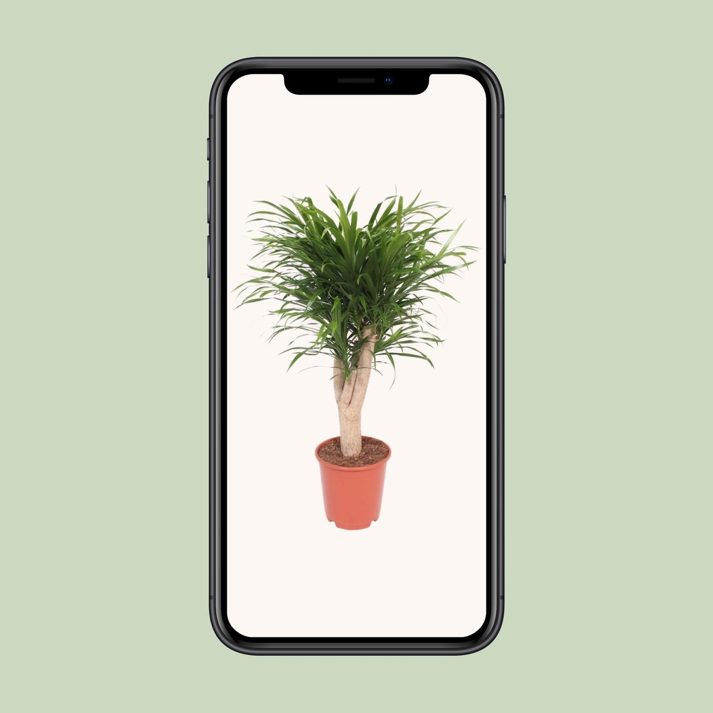 Dracaena Reflexa Anita – Exotischer Drachenbaum Ø24cm, 100cm hoch