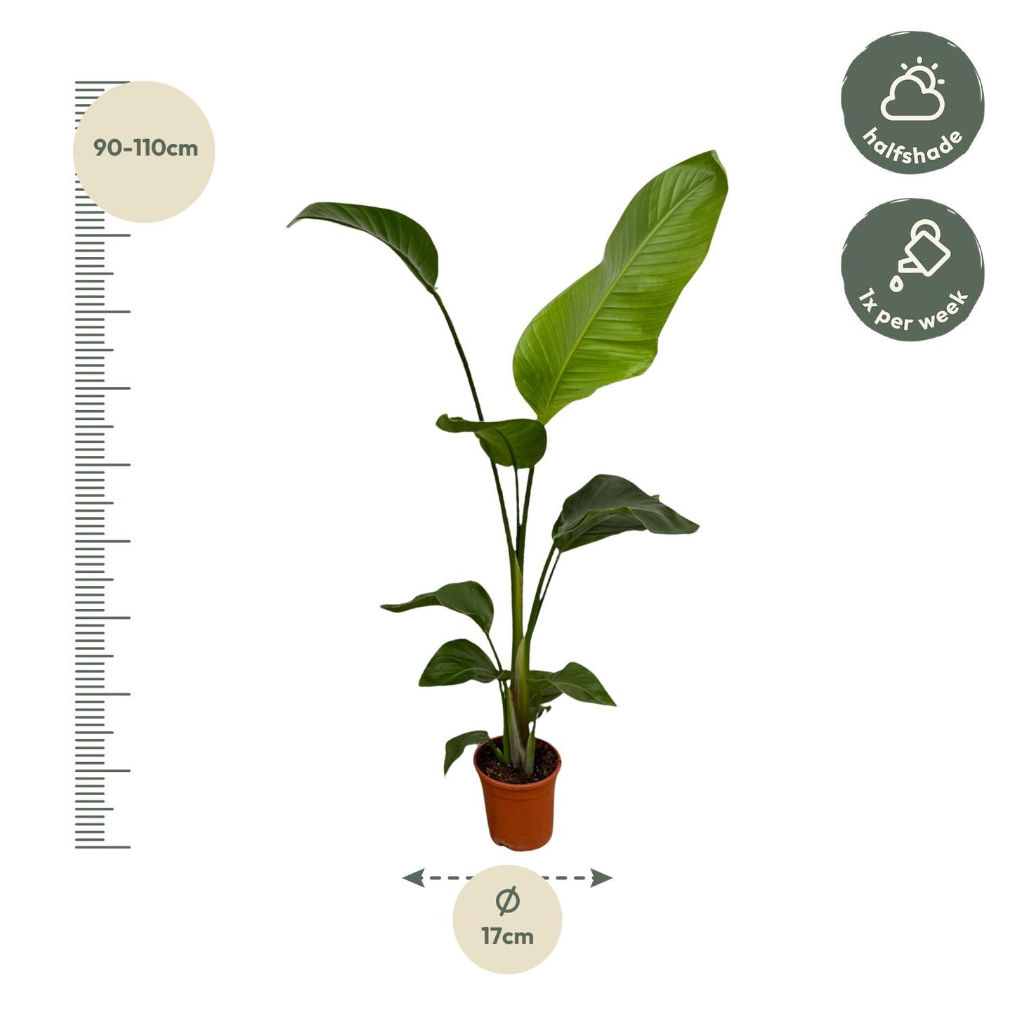 2x Strelitzia Nicolai – Exotische XXL Zimmerpflanze 100 cm