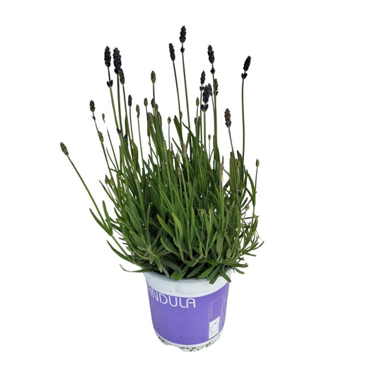 Lavendel Lavandula Hidcote Blue - Ø12cm Topf, 20cm Höhe