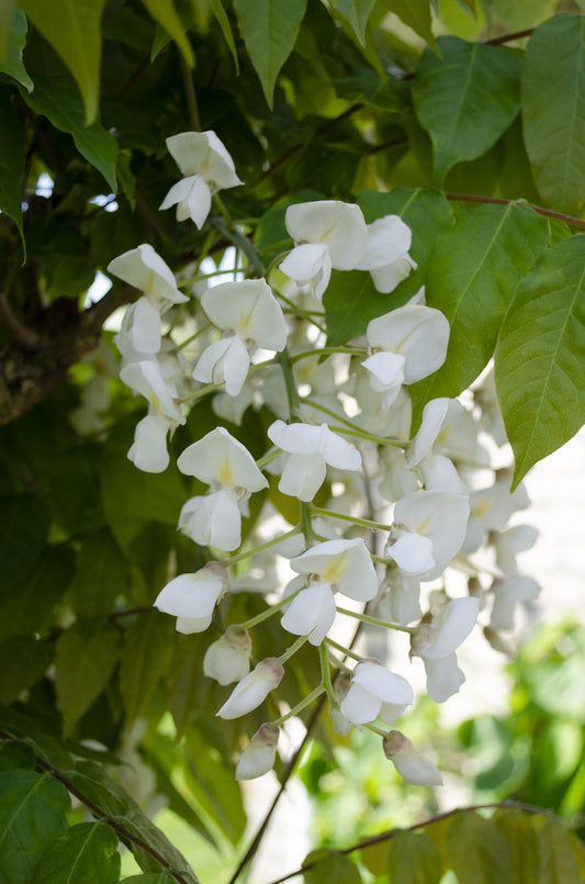 2x Wisteria floribunda 'Longissima Alba' – Weißer Regen, Ø15cm