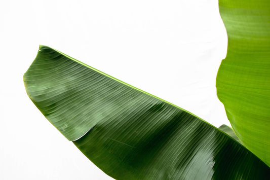 Bananenplant (Musa) – 170 cm, Ø 30 cm – Tropisch & Pflegeleicht