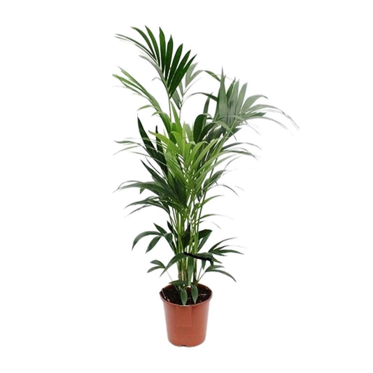Howea Kentia-Palme Ø24cm, Höhe ca. 160cm – Pflegeleicht & Elegant