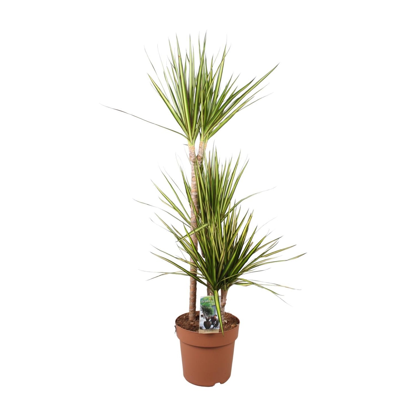 Dracaena Marginata Sunray – Pflegeleichter Drachenbaum Ø21cm