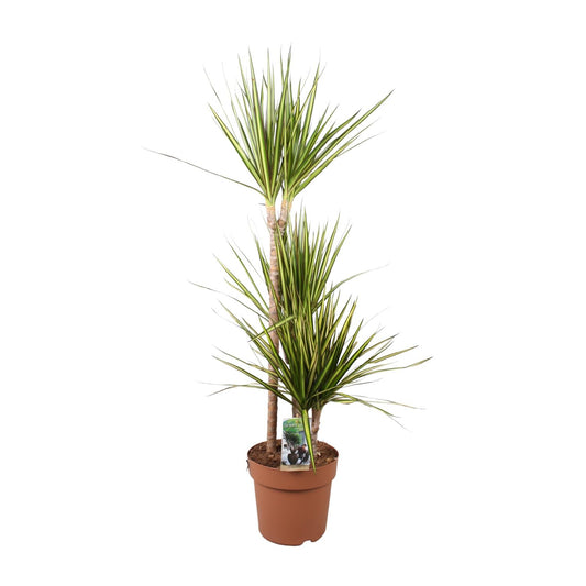 Dracaena Marginata Sunray – Pflegeleichter Drachenbaum Ø21cm