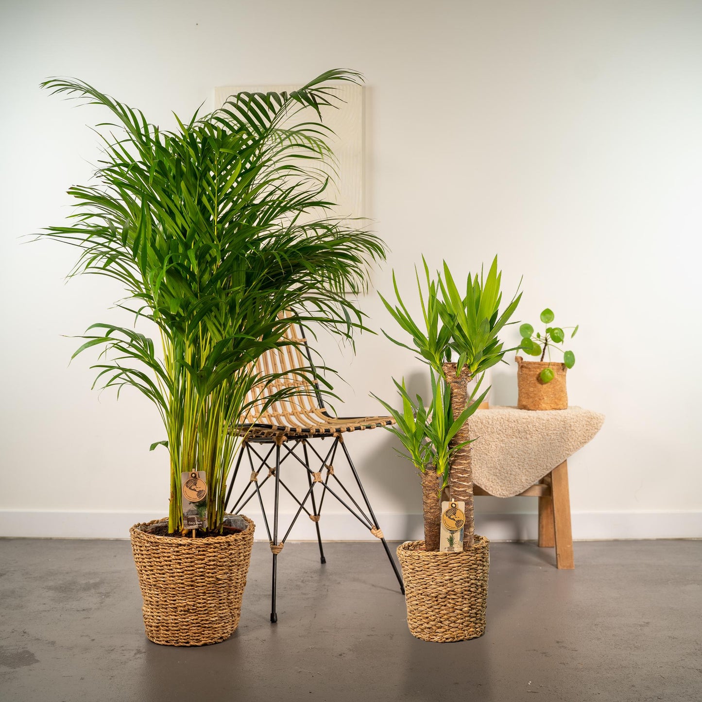 Set Areca Palme & Yucca Palmlilie – XXL Zimmerpflanzen