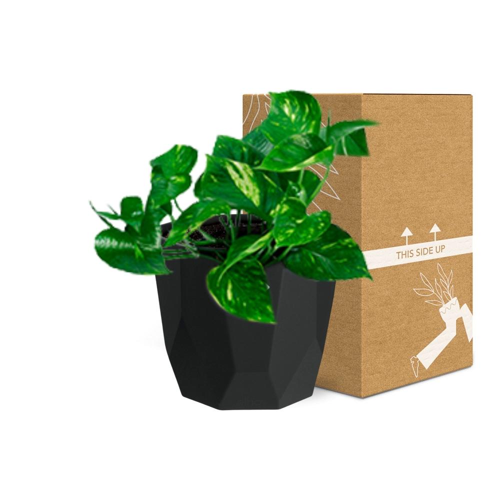 Epipremnum Pinnatum ‘Aureum’ – Pflegeleichte Geldpflanze im schwarzen Design-Topf