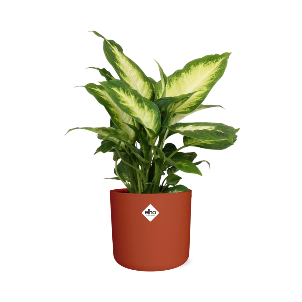 Dieffenbachia ‘Camilla’ – Pflegeleichte Zimmerpflanze im ELHO Topf