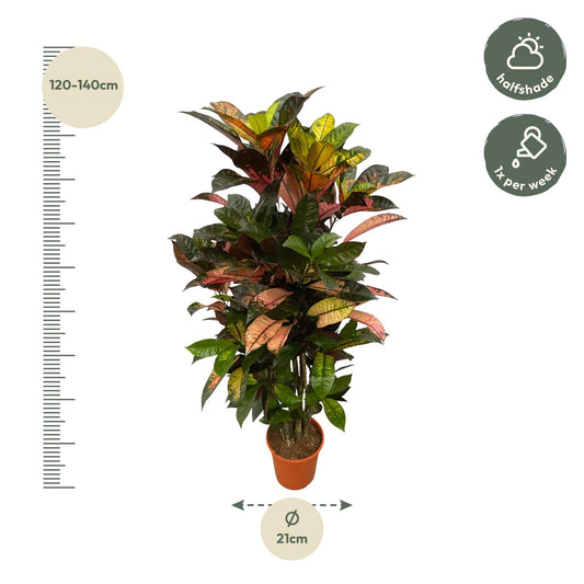 Codiaeum Iceton vertakt – Farbenfroher Croton 120 cm
