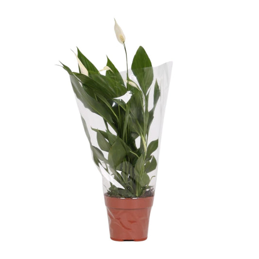 Spathiphyllum Alana – Elegante, pflegeleichte Zimmerpflanze Ø12cm