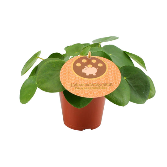 Pilea Peperomioides – Pflegeleichte Aluminium-Pflanze Ø12 cm