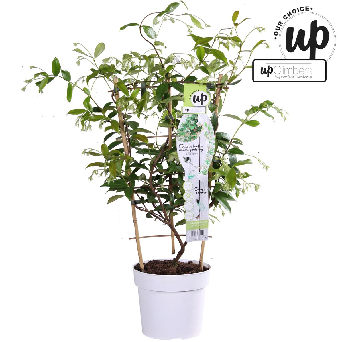 Trachelospermum 'Star of Venice' – Toskanischer Jasmin Weiß Ø15cm