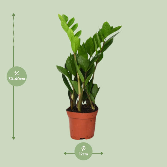 Zamioculcas Zamiifolia Ø12cm – Pflegeleichte ZZ-Pflanze
