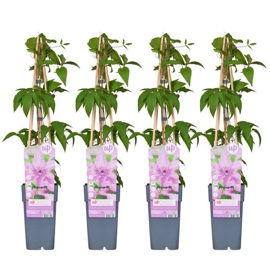 4x Clematis Hagley Hybrid – Rosa Blüten, Ø15cm, 65cm Höhe