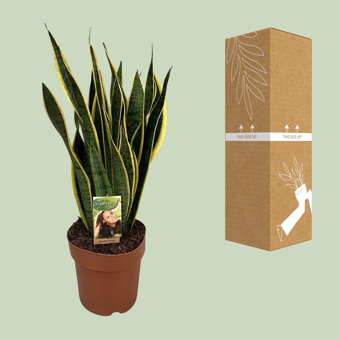 Sansevieria Trifasciata Laurentii – Pflegeleichte Schwiegermutterzunge Ø21cm
