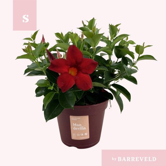 Mandevilla 'Zomerville' Rot – Kletterpflanze Ø14cm, 30cm hoch