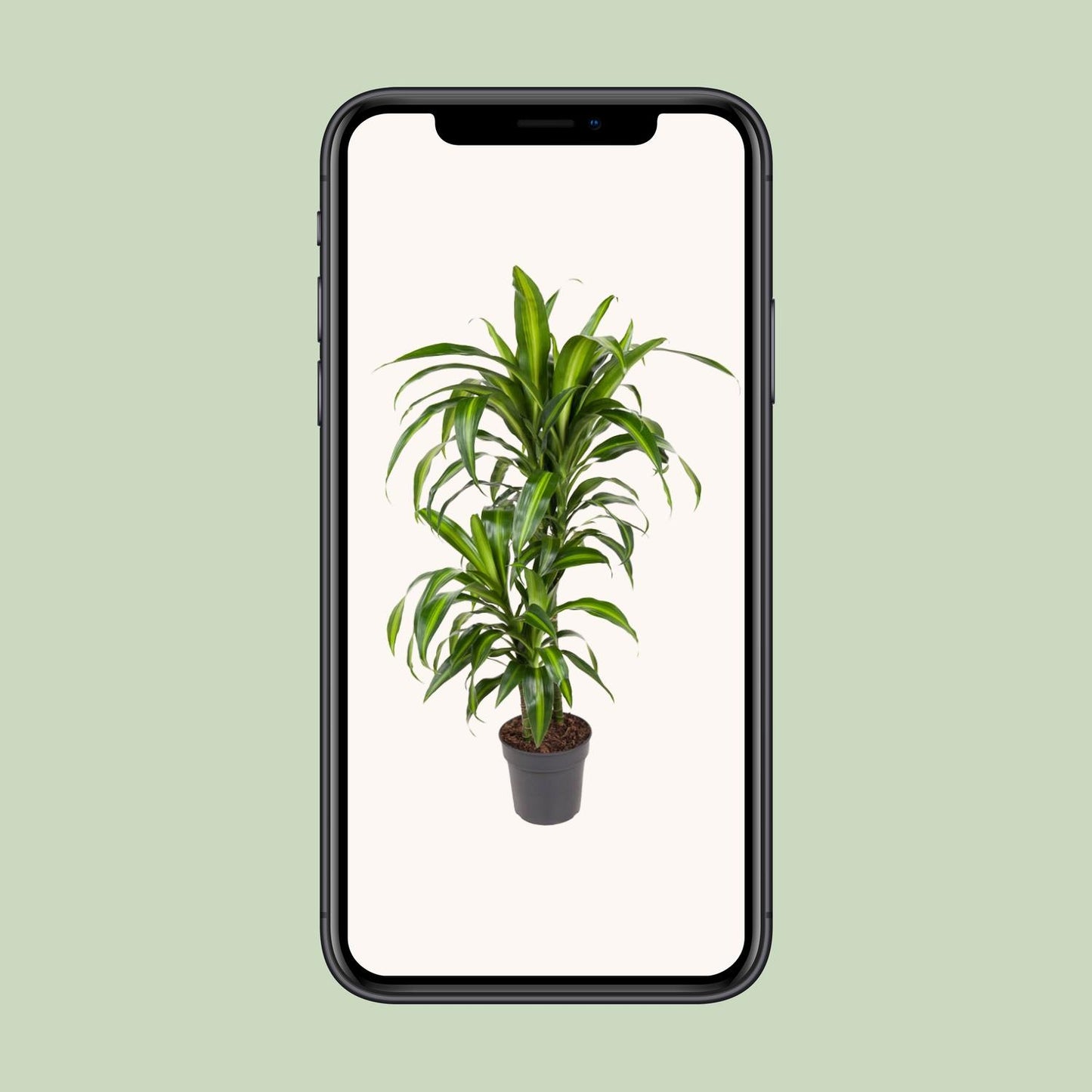 Dracaena Hawaiiana – Pflegeleichter Drachenbaum Ø19cm, 90cm hoch