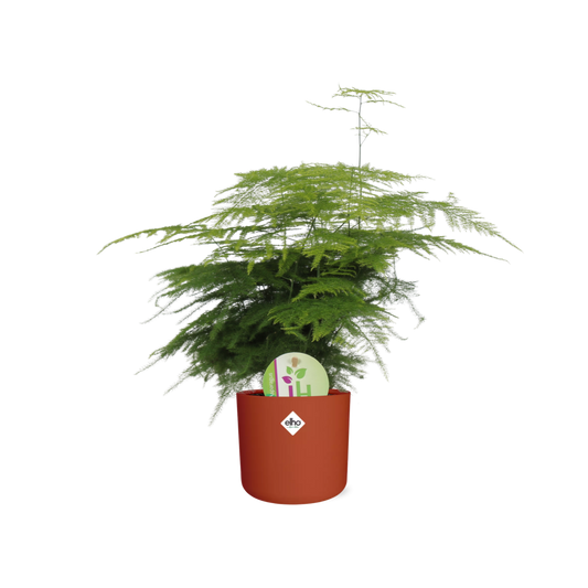 Asparagus ‘Plumosus’ – Pflegespargel im ELHO b.for soft Rond 14cm Brique