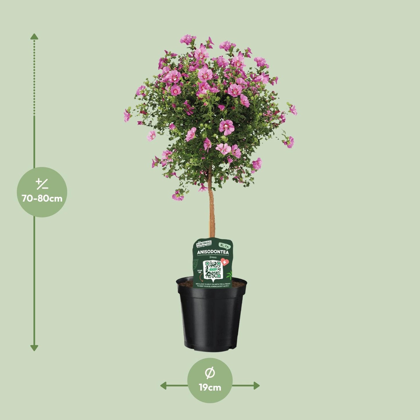 Anisodontea Elegans – Kapmalve im Ø19cm Topf, 75cm hoch