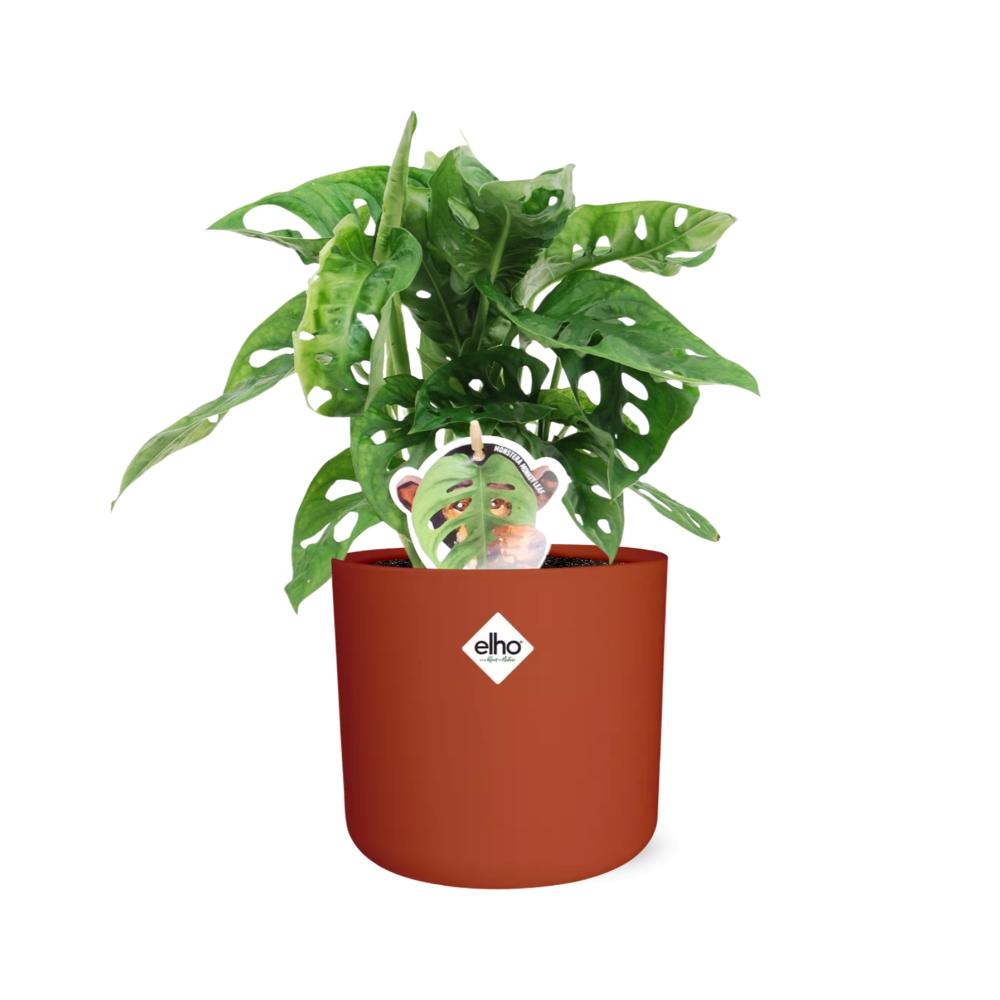 Monstera ‘Monkey Leaf’ im ELHO b.for soft Rond 14cm Brique