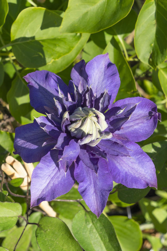 3x Clematis Multi Blue – Blühstarke Kletterpflanze Ø15cm