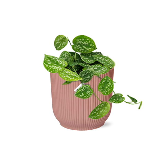 Scindapsus Pictus ‘Argyraeus’ in ELHO Vibes Fold 14cm rosa