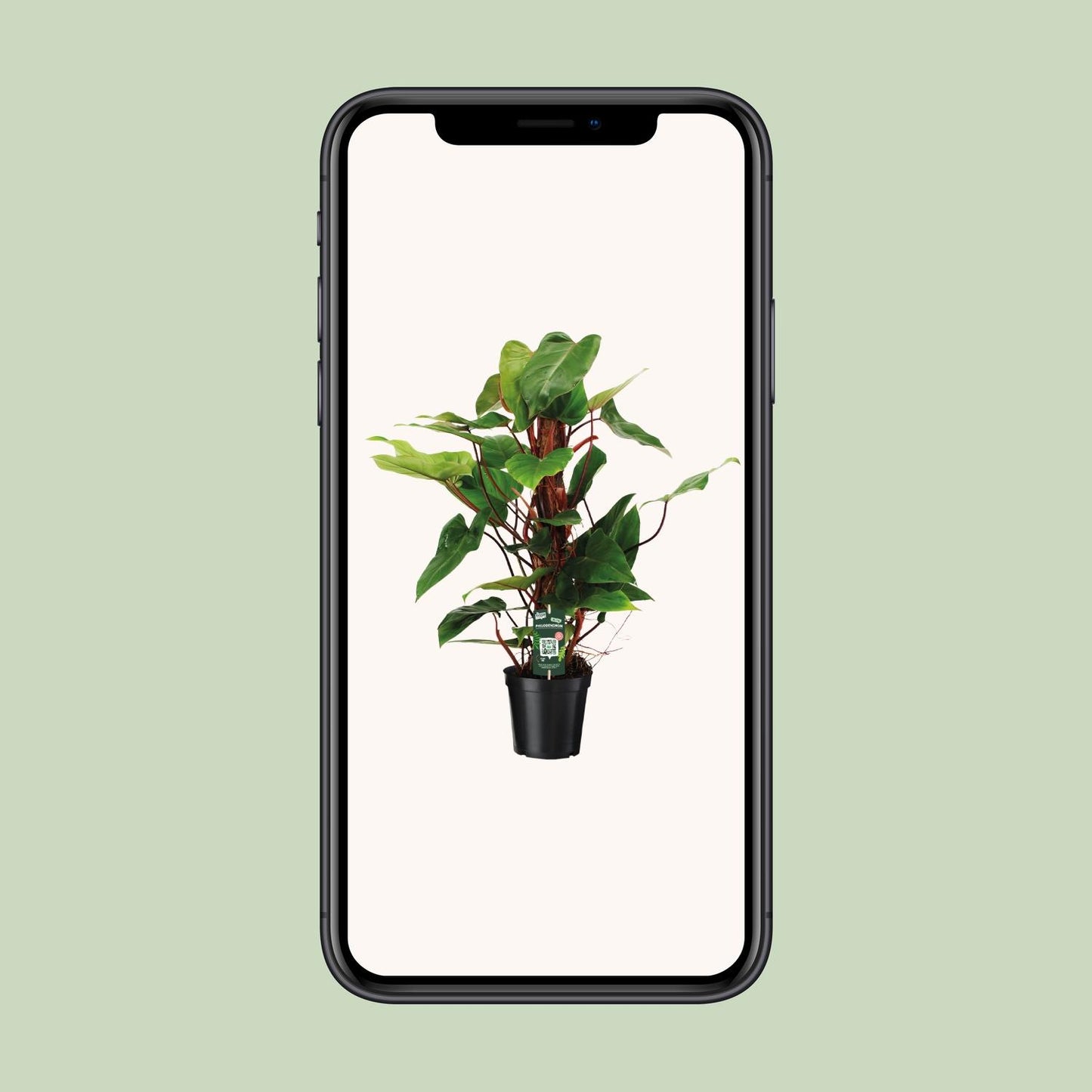 Philodendron Red Emerald – Pflegeleichte Zimmerpflanze Ø19cm