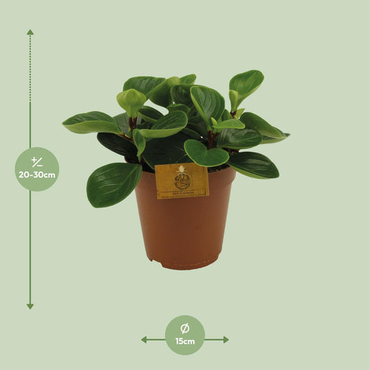 Peperomia Red Canyon – pflegeleichte Zimmerpflanze Ø15cm