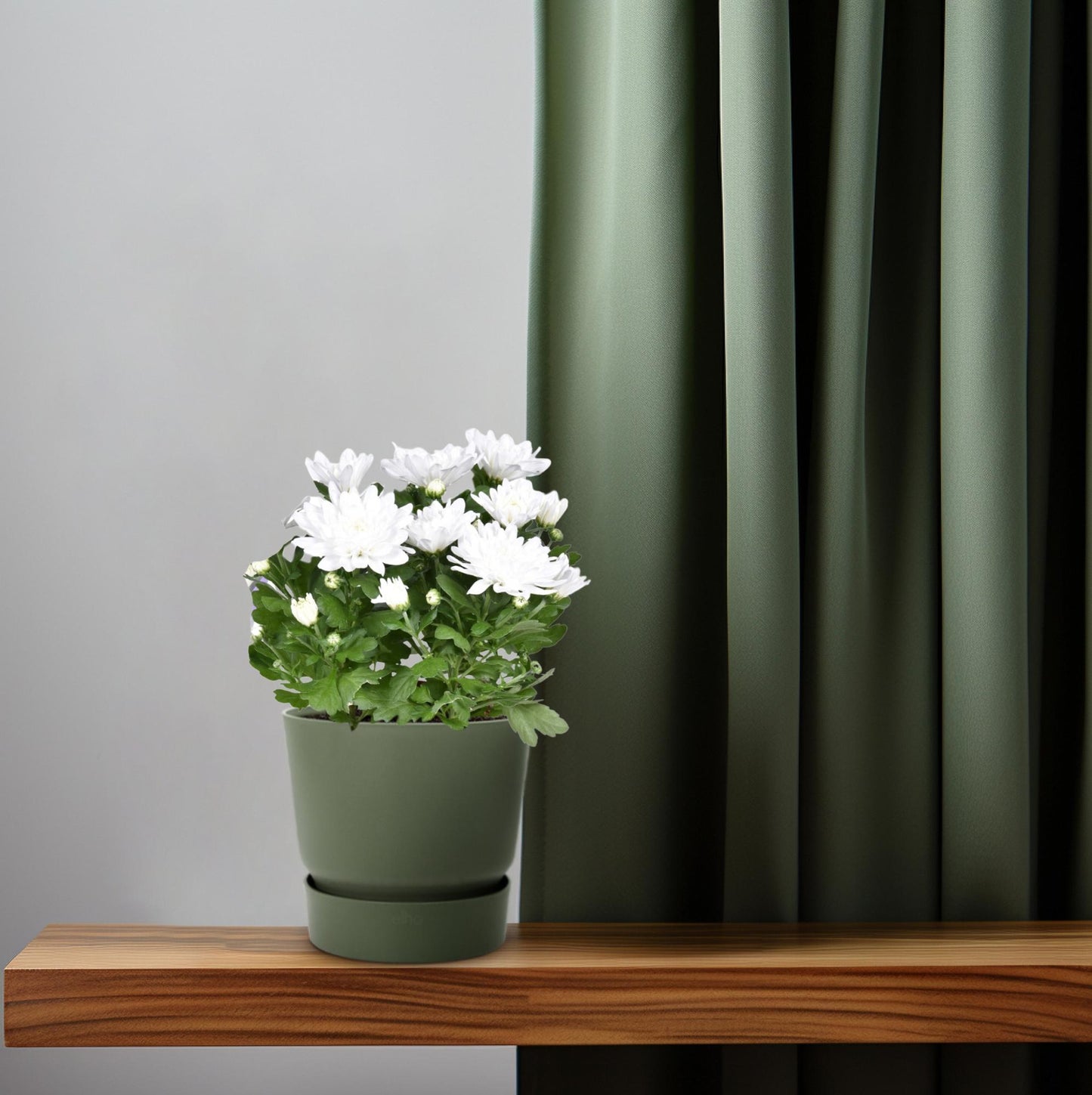Chrysant Brave – Pflegeleichte Polster-Chrysantheme Ø12cm
