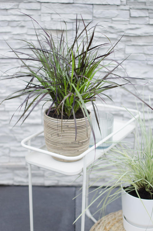 Pennisetum x advena 'Summer Samba' – Ziergras Ø19cm Topf