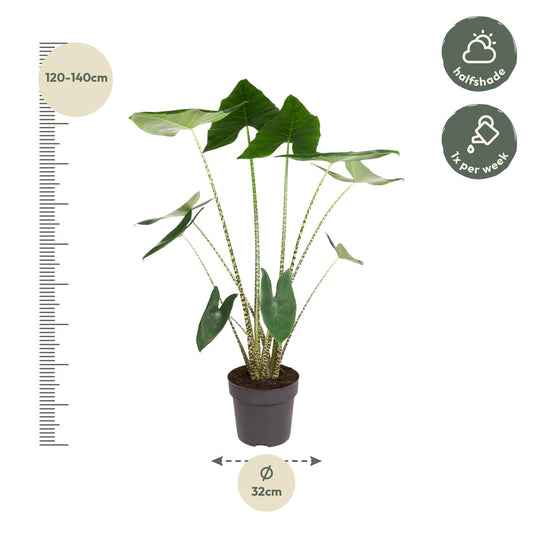 Alocasia Zebrina – Stilvolle XXL Zimmerpflanze 130 cm