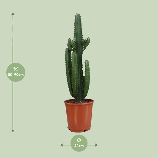Euphorbia Trigona Rubra – Pflegesukkulente Ø24cm, 190cm hoch