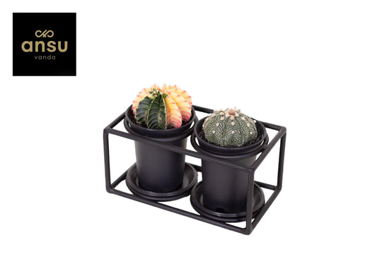 Cactus Duo im Design Frame – pflegeleichte Kakteen Ø17cm