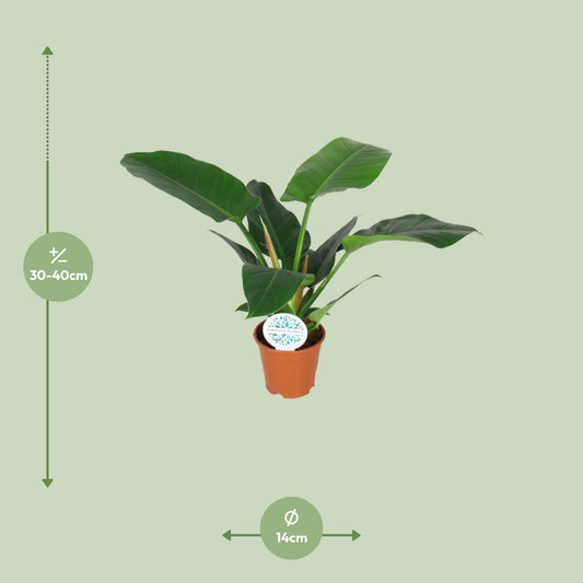 Philodendron Imperial Green – Pflegeleichte Zimmerpflanze Ø14cm
