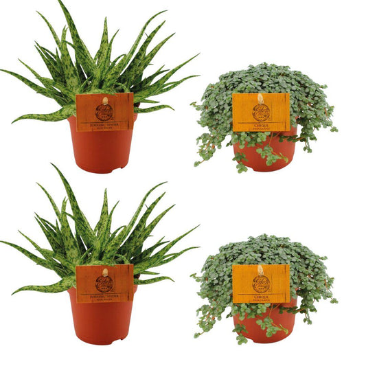 4er Set Aloe Spider & Pilea Glauca - Ø10,5 cm