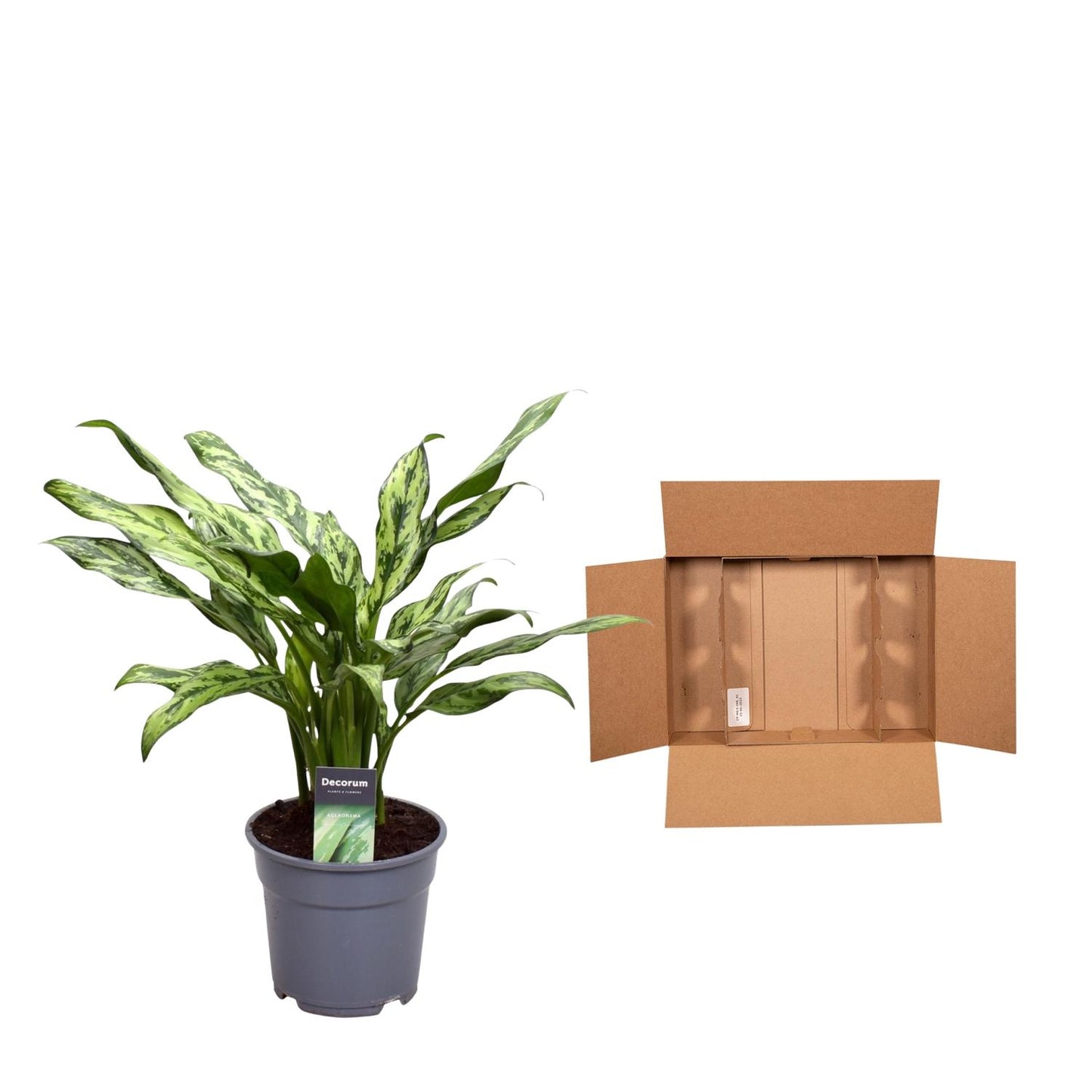 Aglaonema Juliette – Elegante, pflegeleichte Zimmerpflanze 40 cm