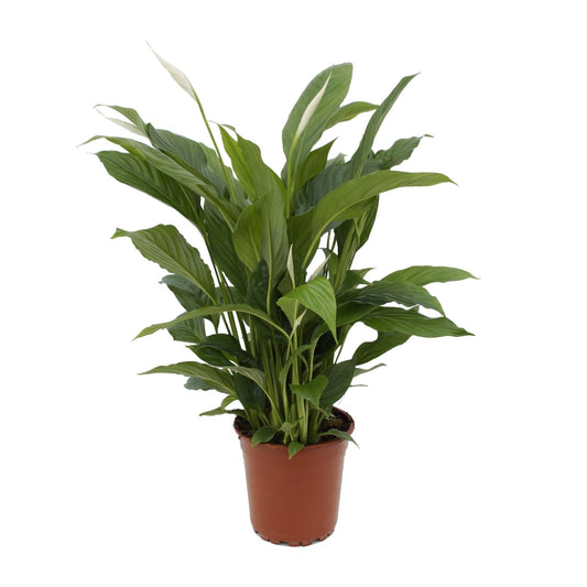 Spathiphyllum Torelli – Friedenslilie Ø17cm, 65cm hoch