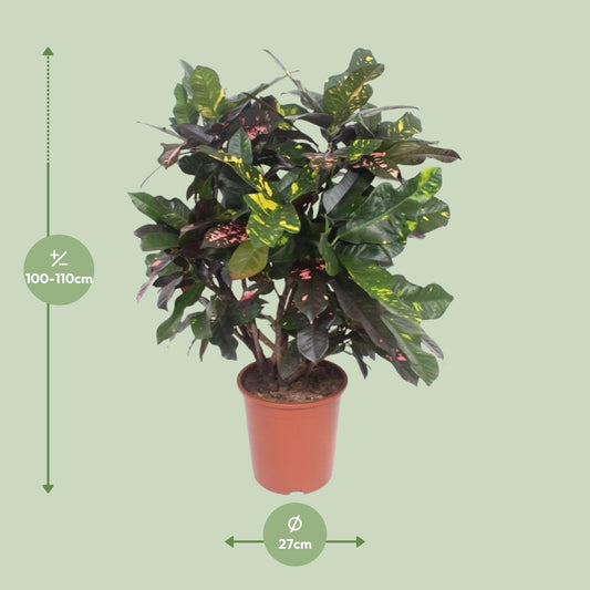 Codiaeum Magnificent (Croton) – Ø27cm, ca. 110cm hoch