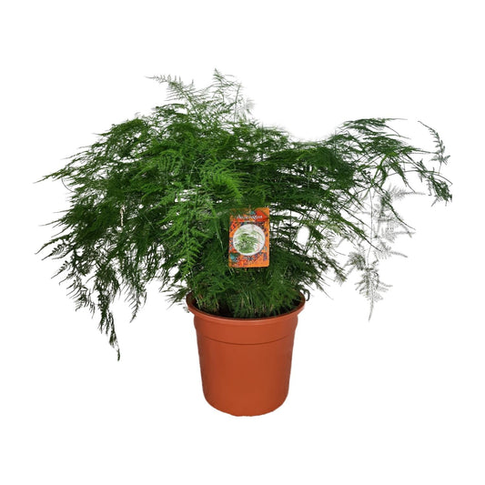 Asparagus setaceus – Eleganter Spargelfarn Ø27cm, 70cm hoch