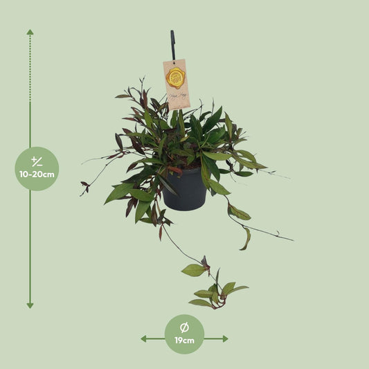 Hoya Carnosa Compacta – Pflegeleichte Wachsblume Ø19cm