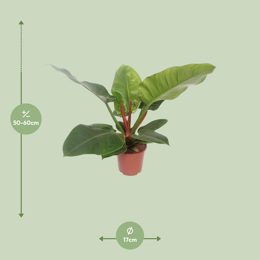 Philodendron Imperial Green – Pflegeleichte Zimmerpflanze Ø17cm