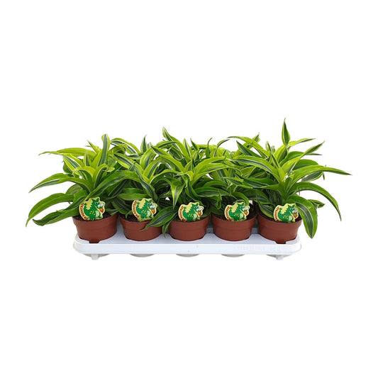 Dracaena Lemon Surprise – Pflegeleichte Zierpflanze Ø12cm