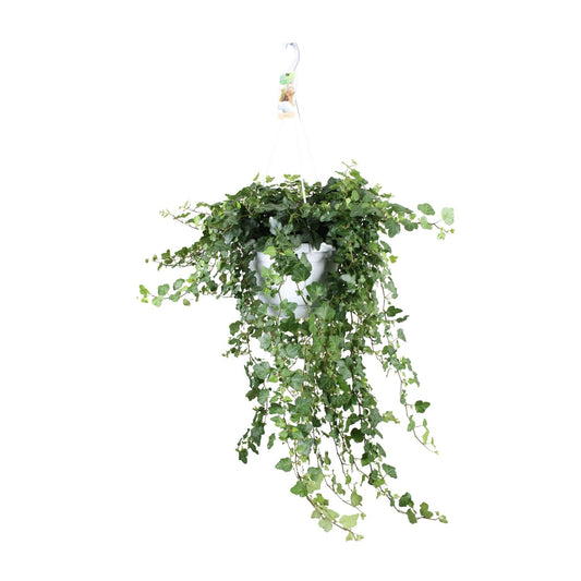 Hedera Wonder Green – Pflegeleichter Efeu Ø24cm, 70cm hoch