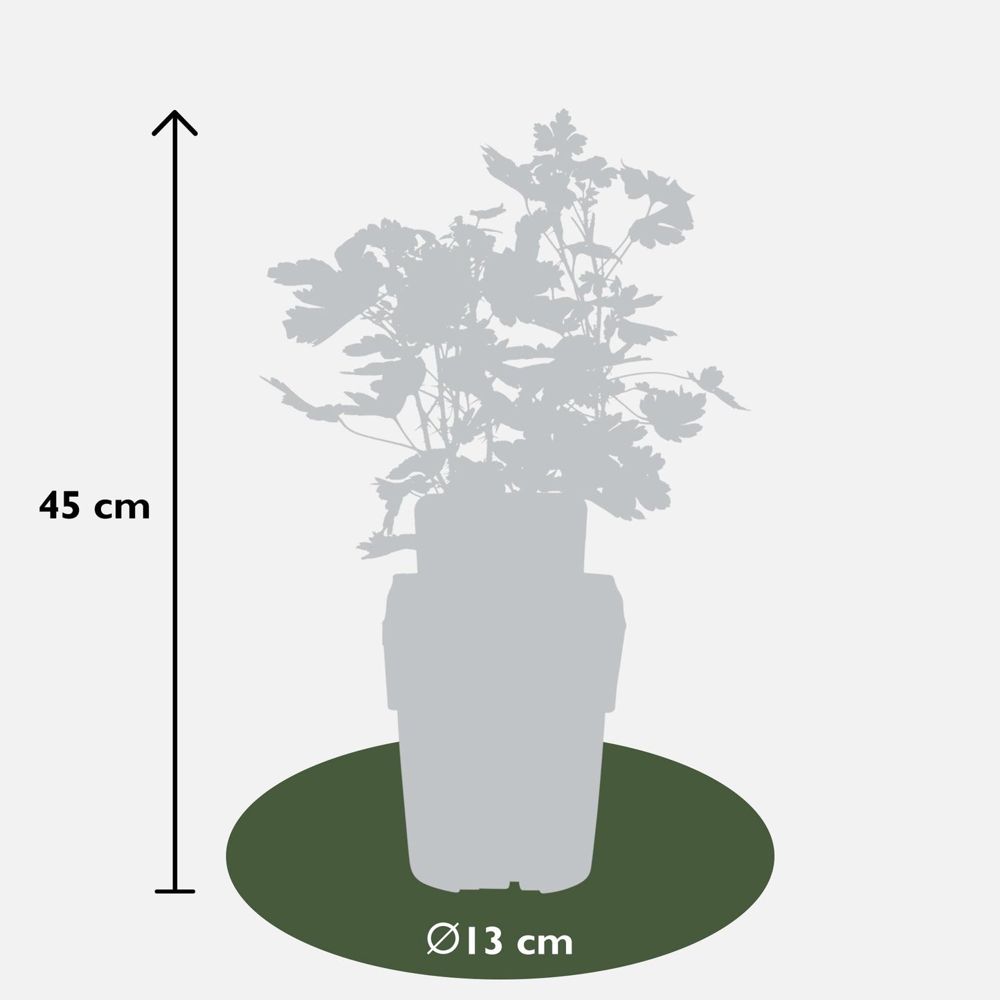 2x Ribes Easycrisp® 'Lady Sun' - biologischer Johannisbeerstrauch Ø13cm