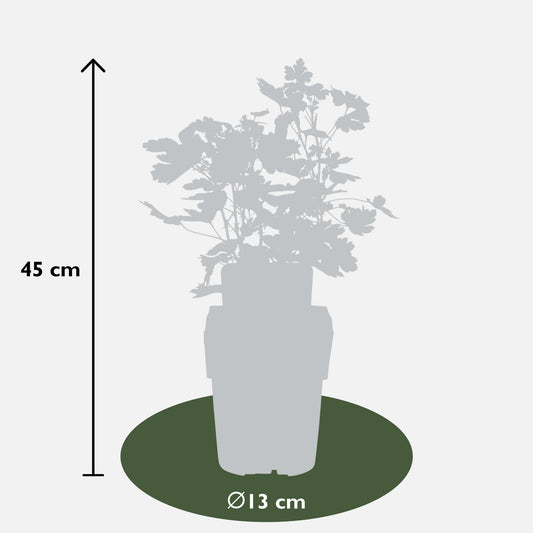 2x Ribes Easycrisp® 'Lady Sun' - biologischer Johannisbeerstrauch Ø13cm