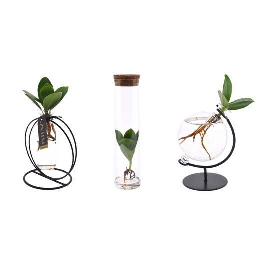 Clusia Hydroponie-Bündel – 3 Pflanzen im Glas Ø5cm