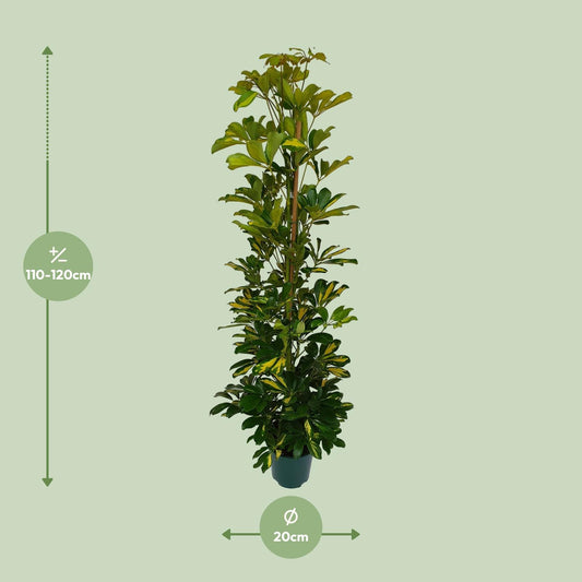 Schefflera Arboricola Gerda Ø20cm – Pflegeleichte Zimmerpflanze